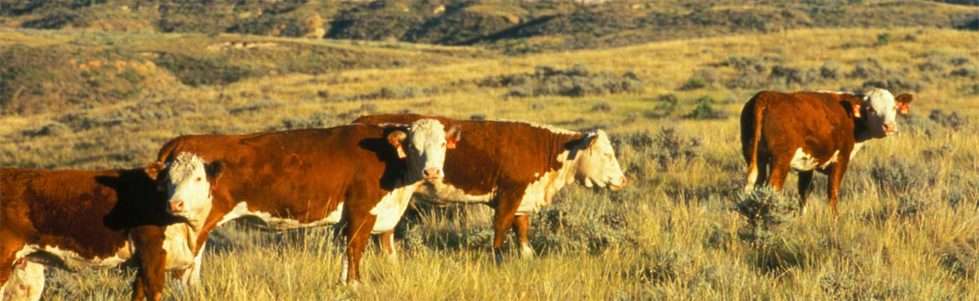 Cattle may be exposed to anthrax on the range.