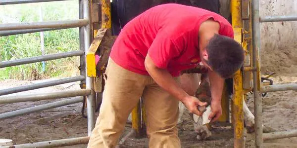 Farrier trimming a cow hoof