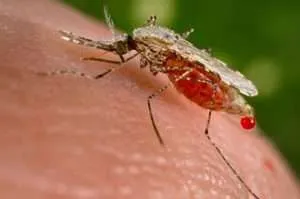 Mosquito biting a person