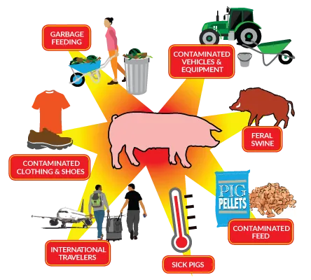 Examples of disease pathways for African Swine Fever