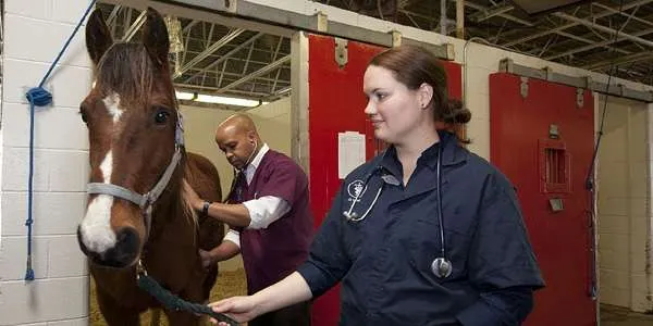 Veterinarian and assistance examing a horse.