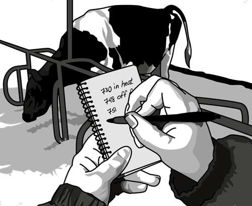 Image of a farmer observing a dairy cow