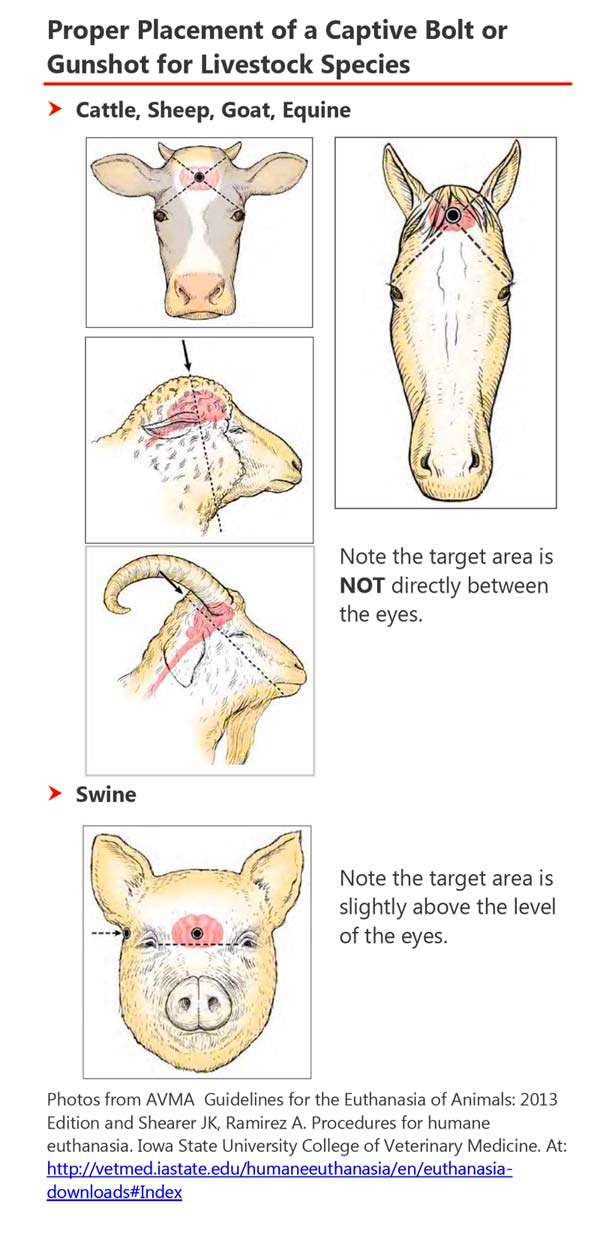 Livestock euthanasia diagram