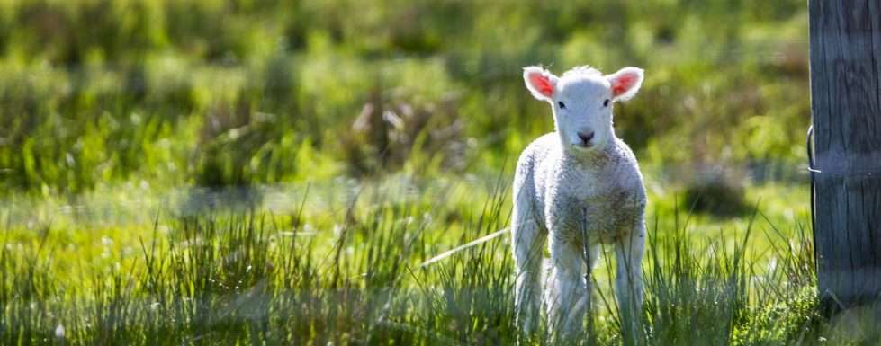 Lamb in a field