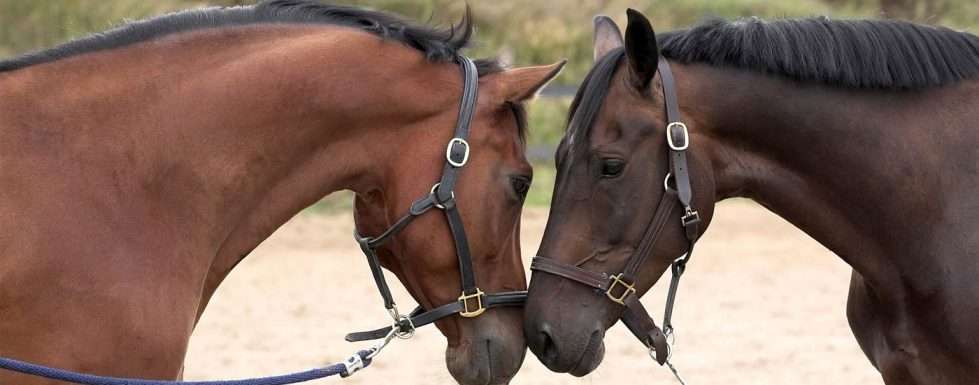 Two horses touching noses