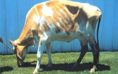 An emaciated cow infected with Johne's Disease.